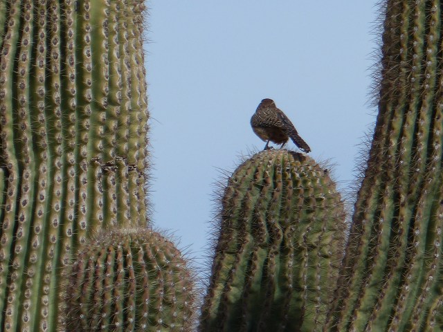 cactus wren 2