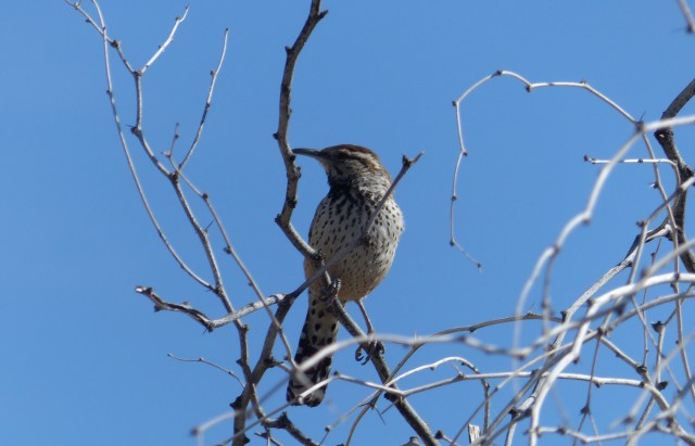 cactus wren