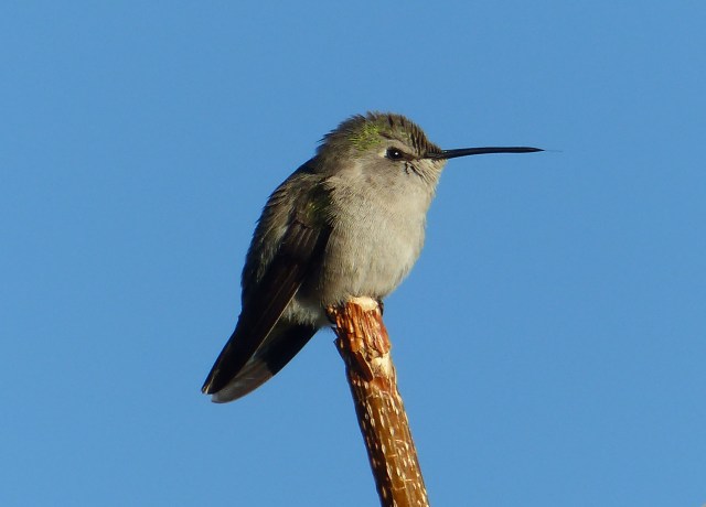 female black bellied hummingbird