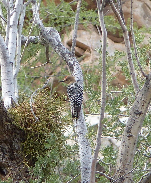 gila woodpecker