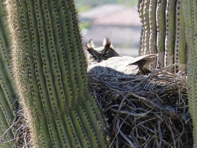 horned owl in cactus