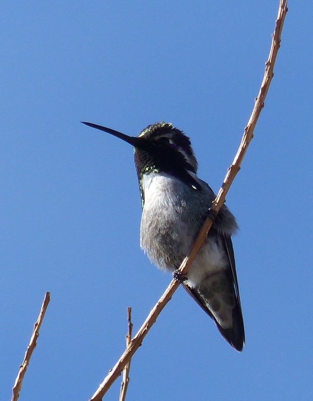 hummingbird 3