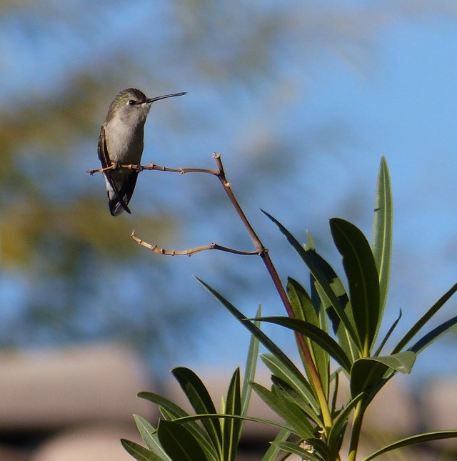 hummingbird2