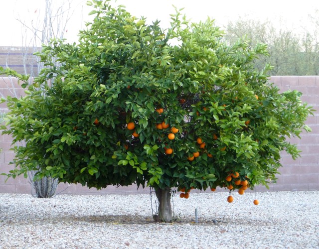 orange tree