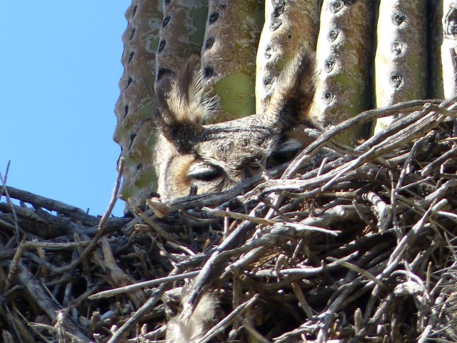 owl head