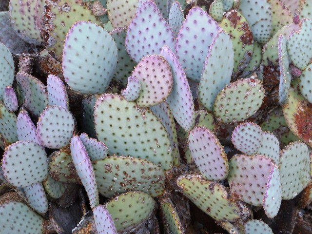 prickly