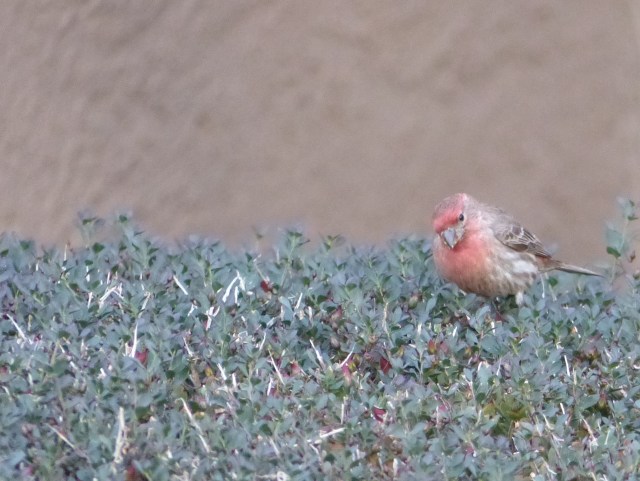 redbirdie
