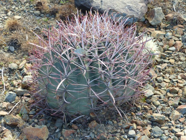short cactus