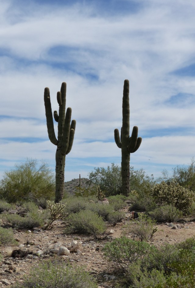 swirly sky cacti