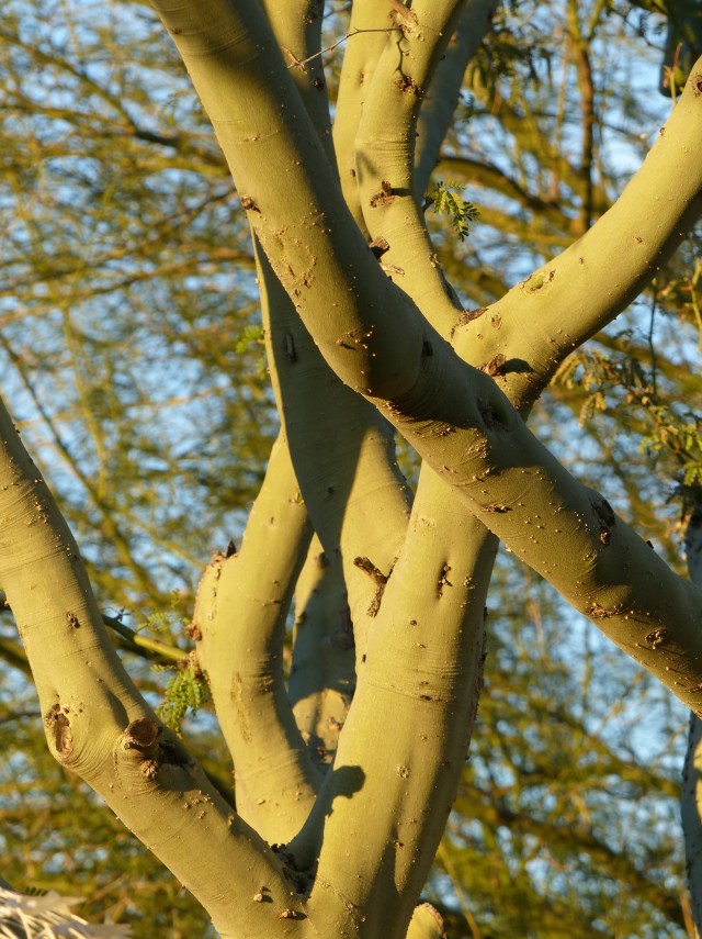 tree trunk