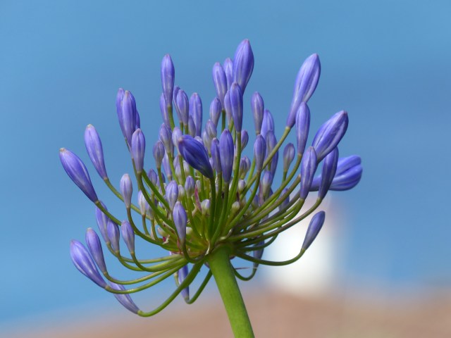 blue thing