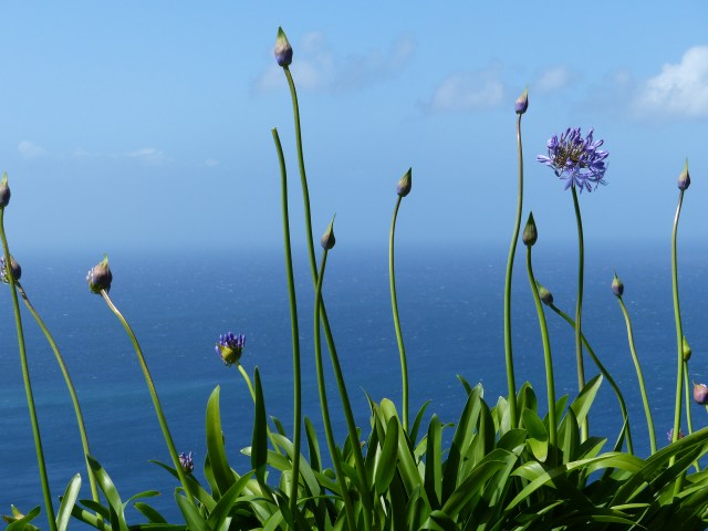 blue things by the sea