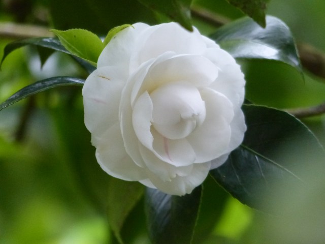 canto camellia