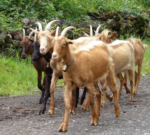 goat parade 2