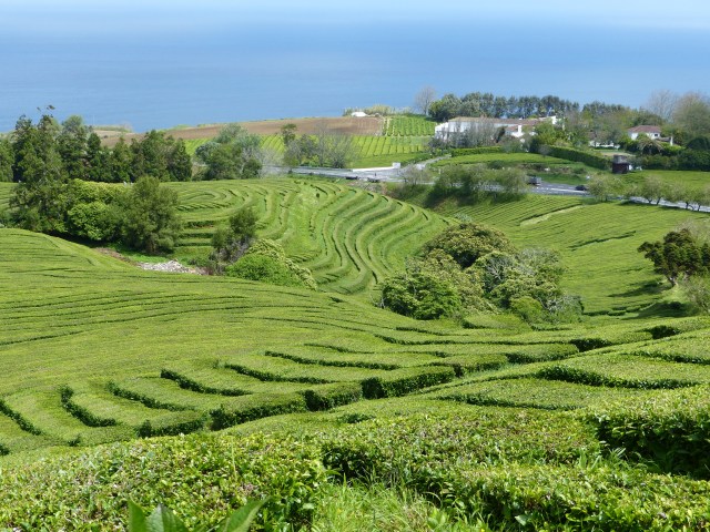 gorreana 10