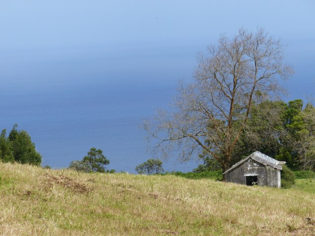gorreana 13