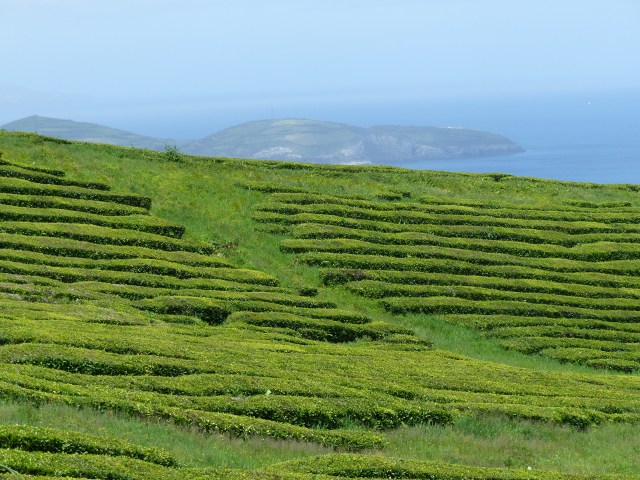 gorreana 14