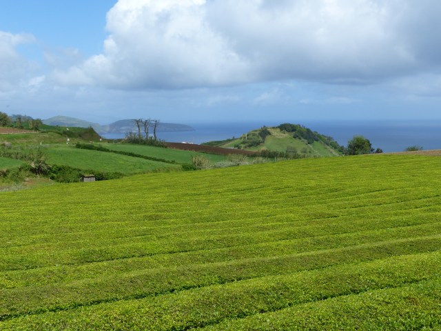 gorreana 3