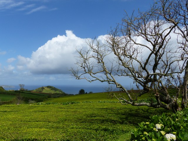 gorreana 5
