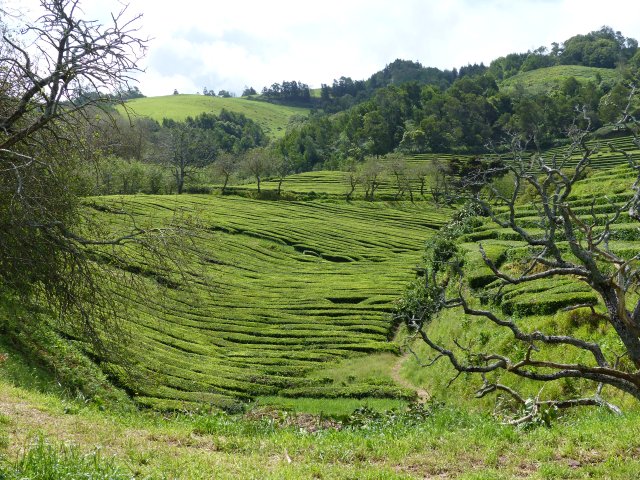 gorreana 7