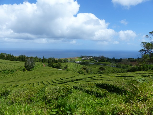 gorreana 9
