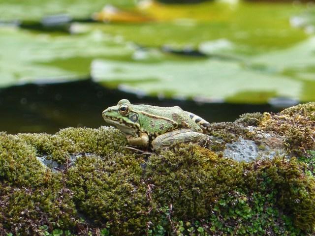 gorreana toad