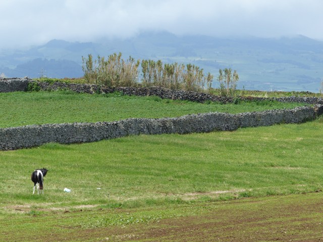 horse pasture