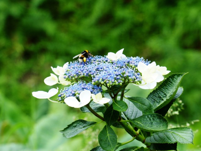 hydrangea bee