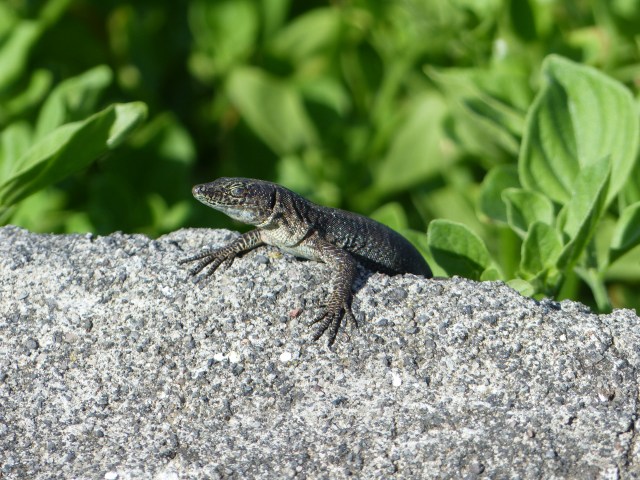 lizard