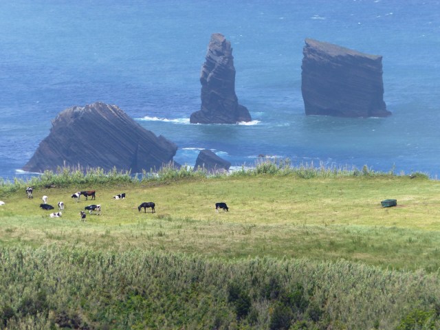 mosteiros cows