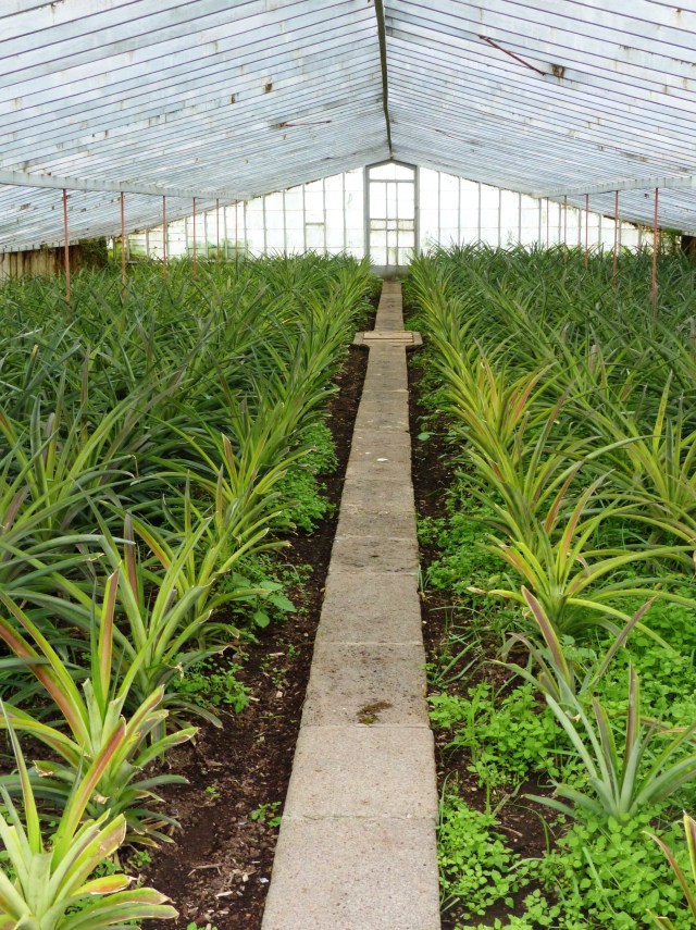 pineapple 1