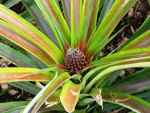 pineapple 2