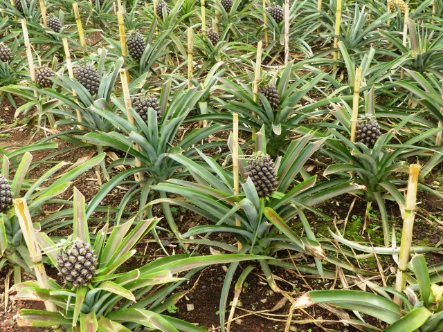 pineapple 4