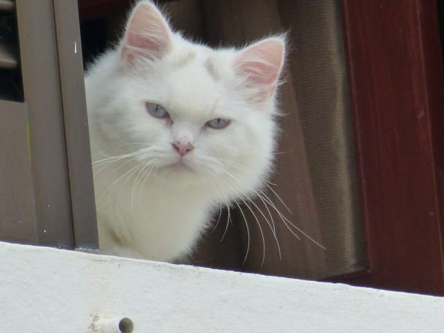 portuguese kitty