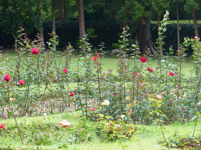 rose garden 2