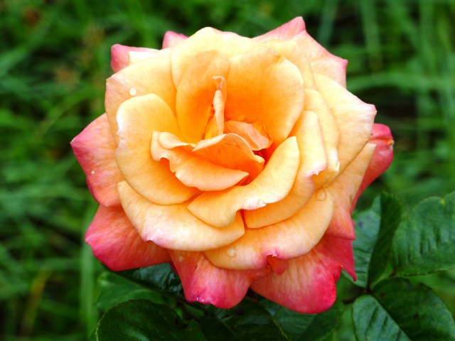 rose garden
